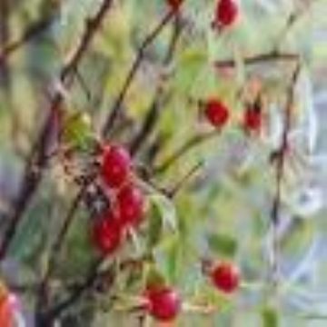 Rose Hip Powder